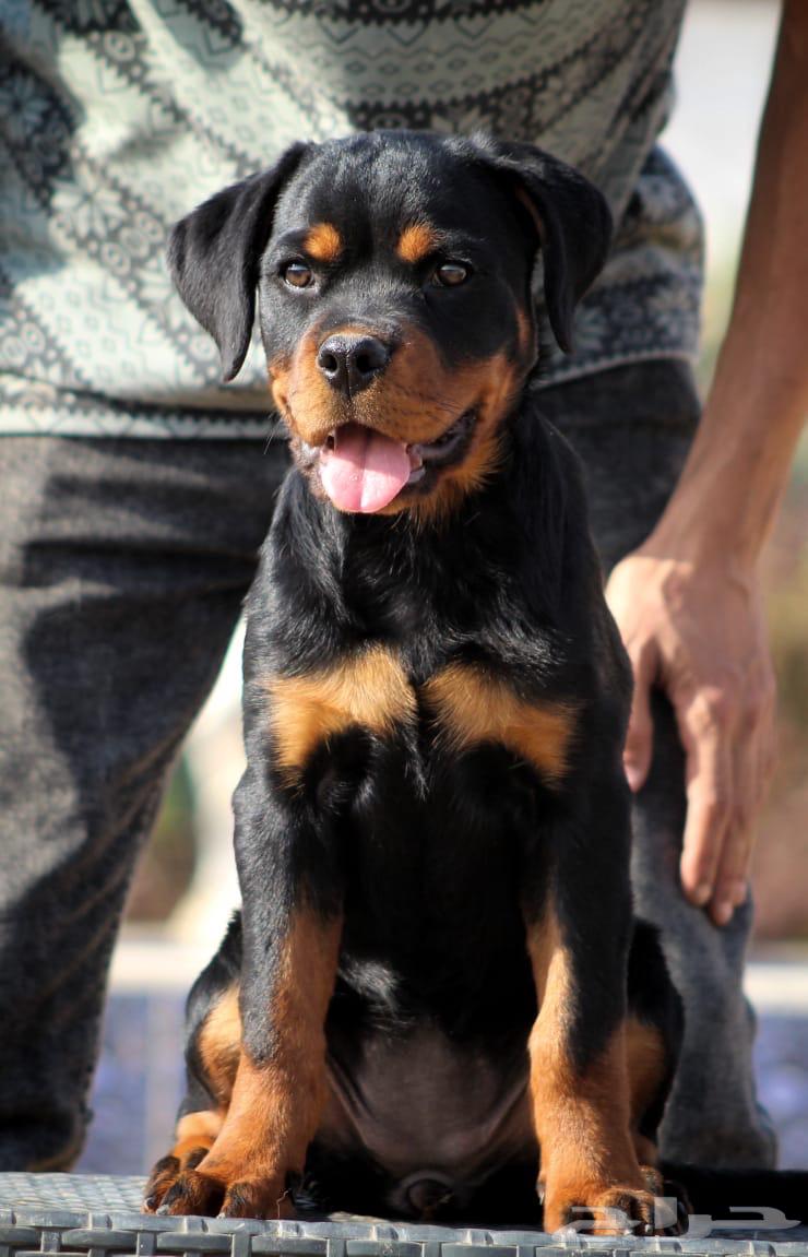 Rottweiler dogs63117045204483112