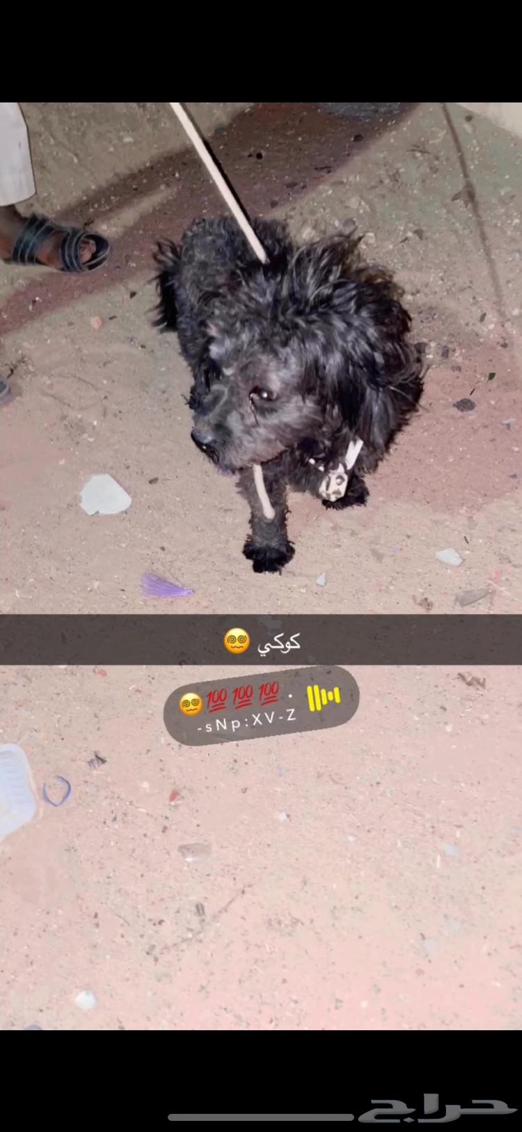 Dog for sale63117786621442114