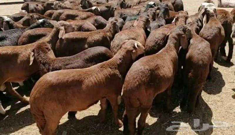 Eid sacrifices63486827769091111