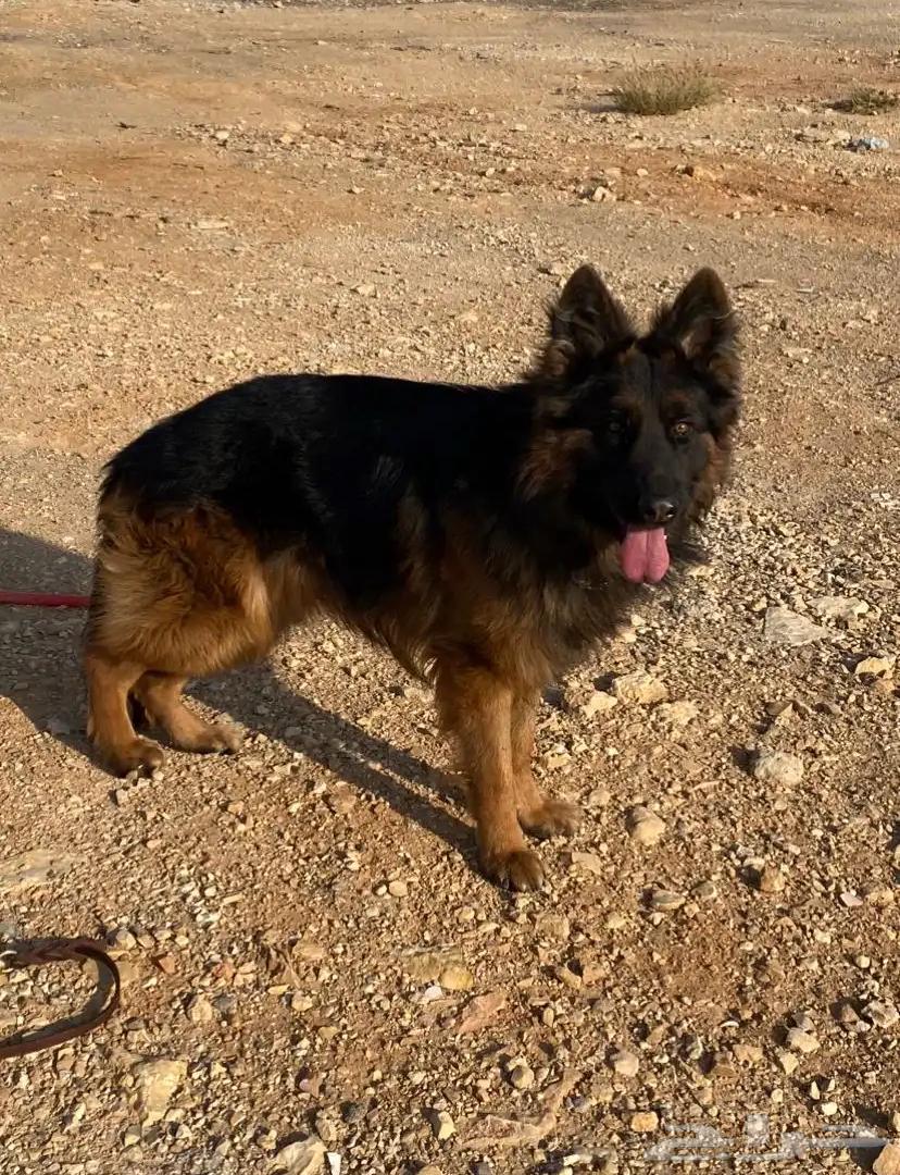 German Shepherd insemination63117058452865111
