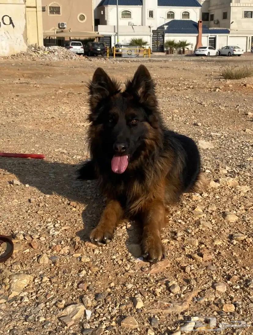 German Shepherd insemination63117058452865112