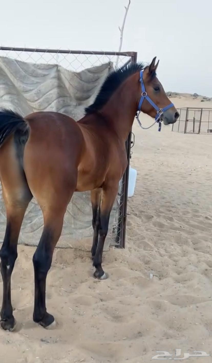 خيل شعبي63117800696193111
