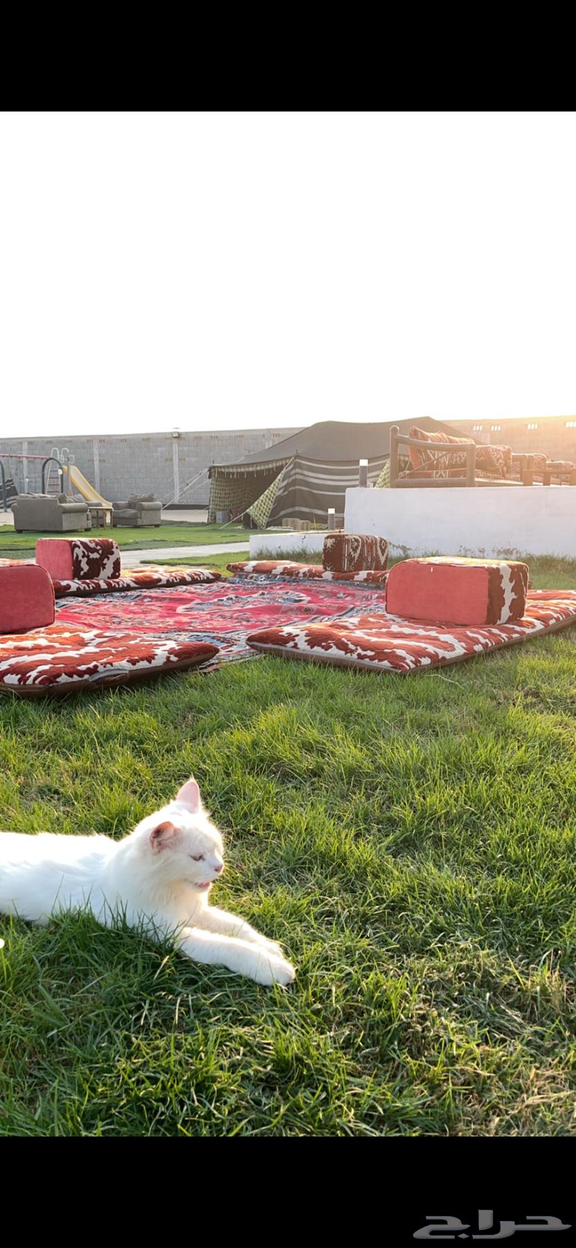 Daily rental farm in Jubail63117768067073114