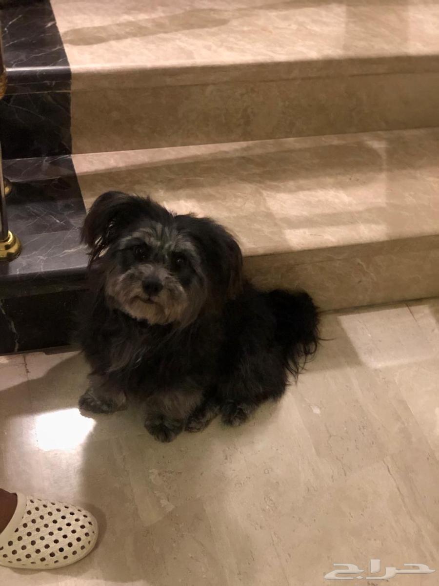 Shibzu dog63143272610049112