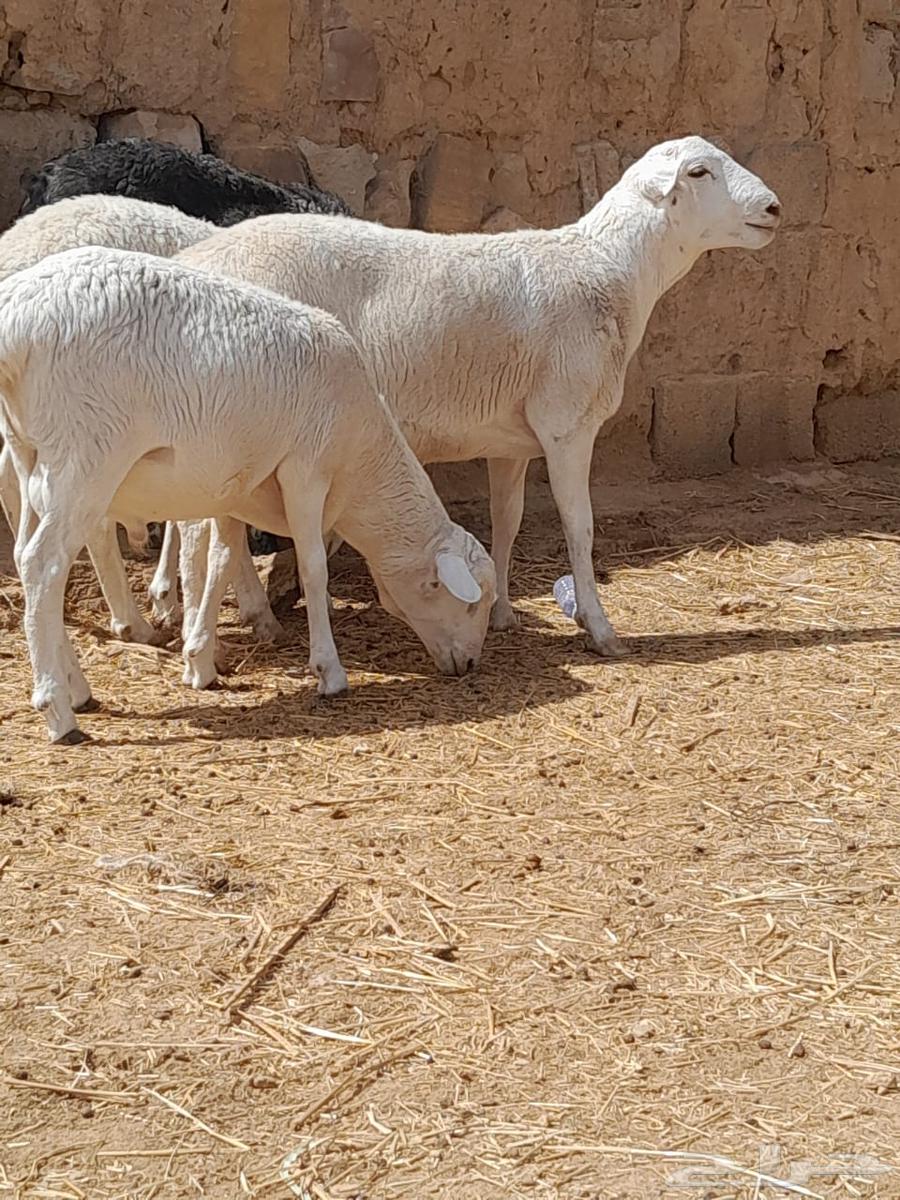 Sheep of the Dourber breed for sale and municipal production of local products63486858723331114