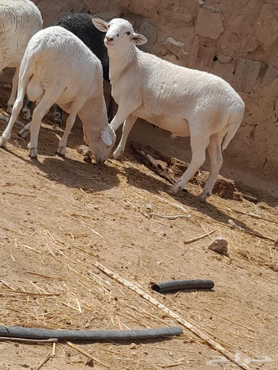 Sheep of the Dourber breed for sale and municipal production of local products63486858723331113