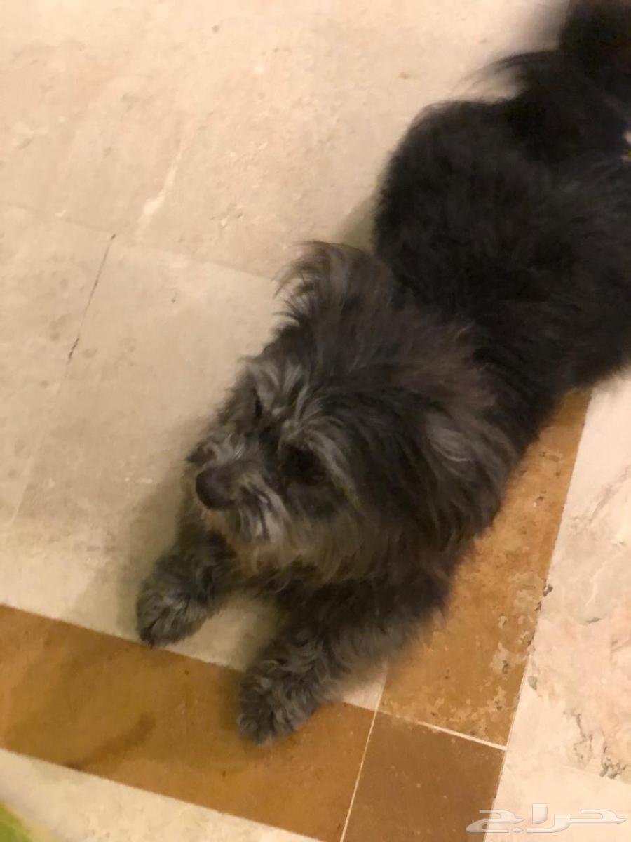 Shibzu dog631432726100491128