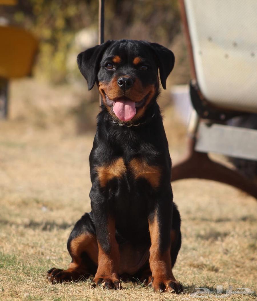 Rottweiler dogs63117045204483111