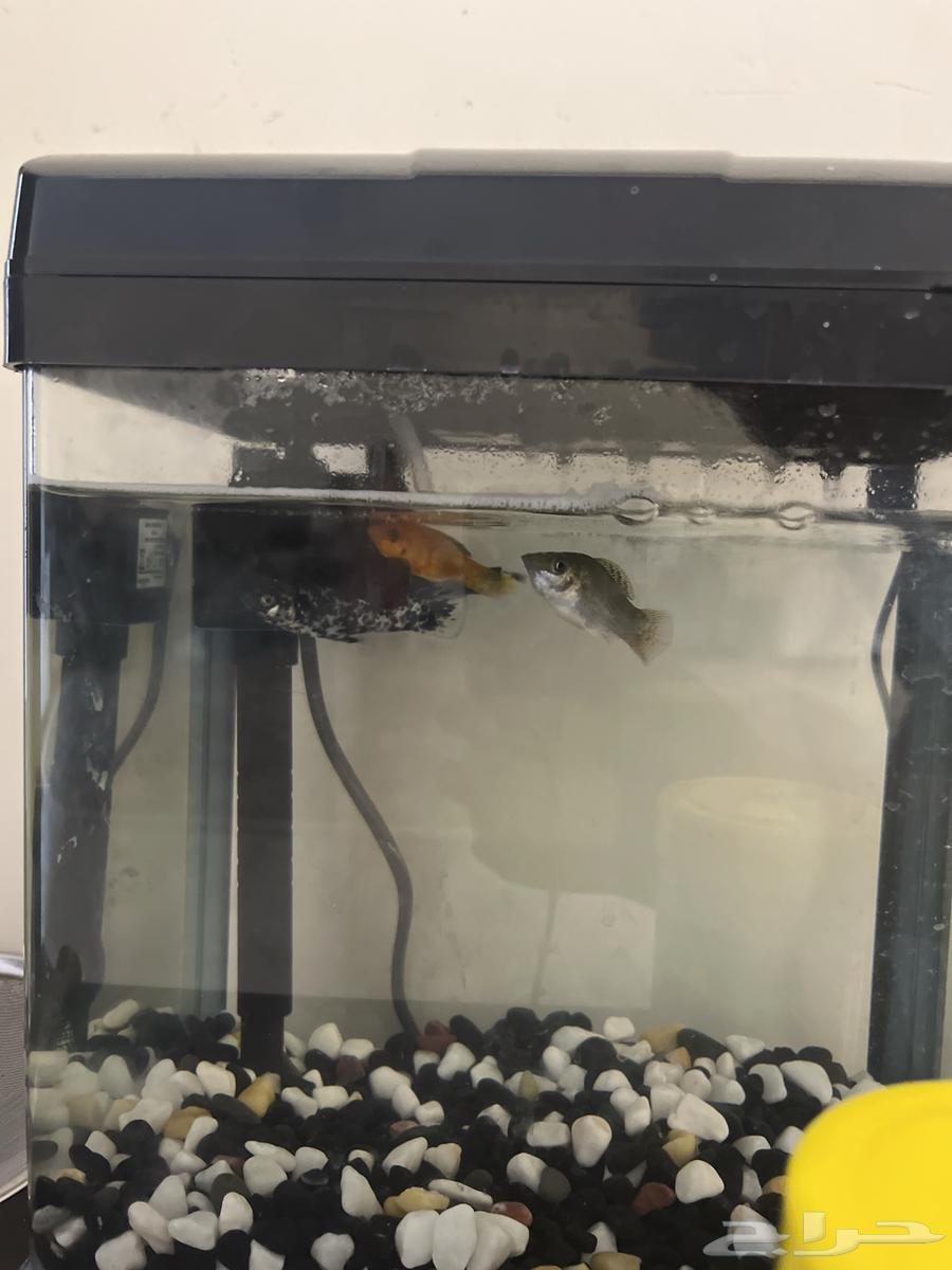 Fish tank63134231923075112