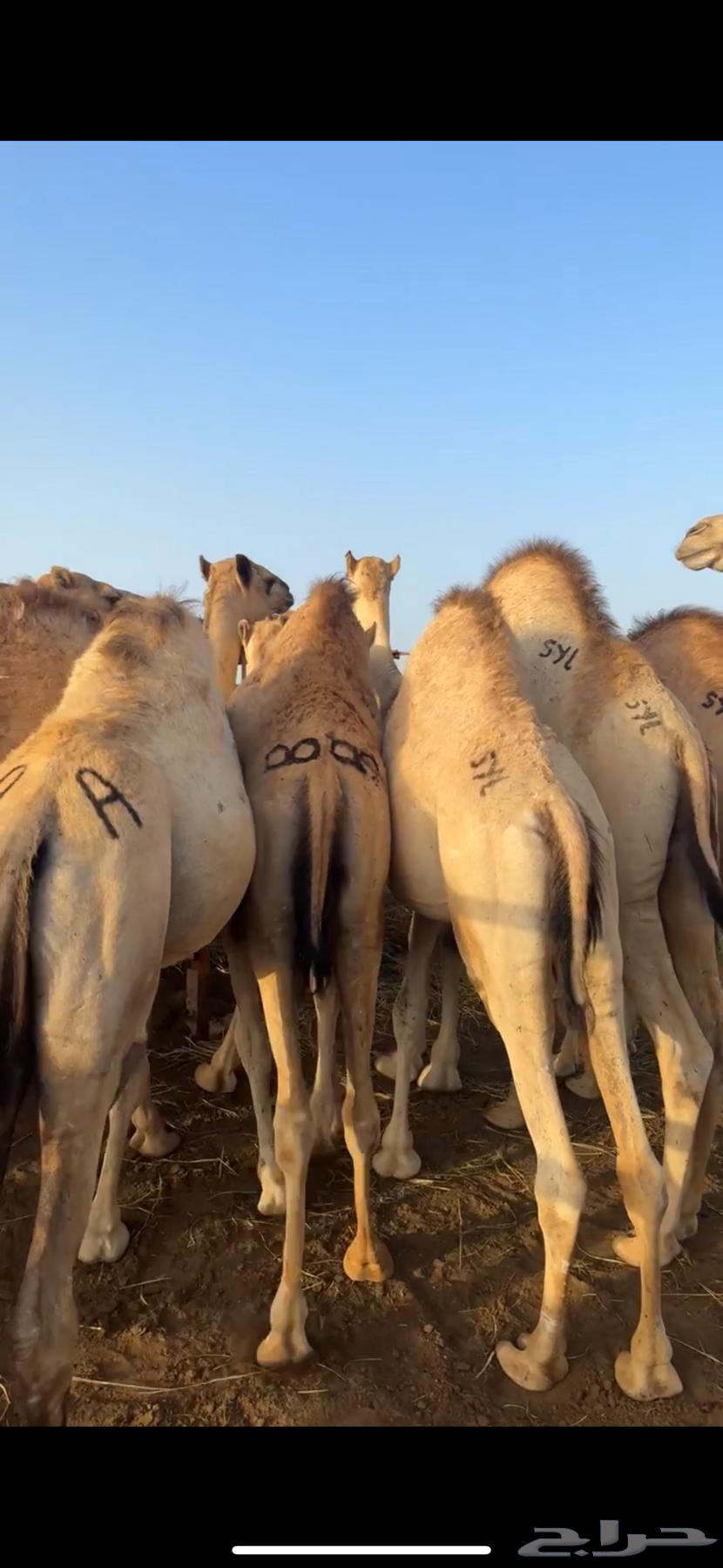 قعدان مفاريد كفو للبيع63116346628099114
