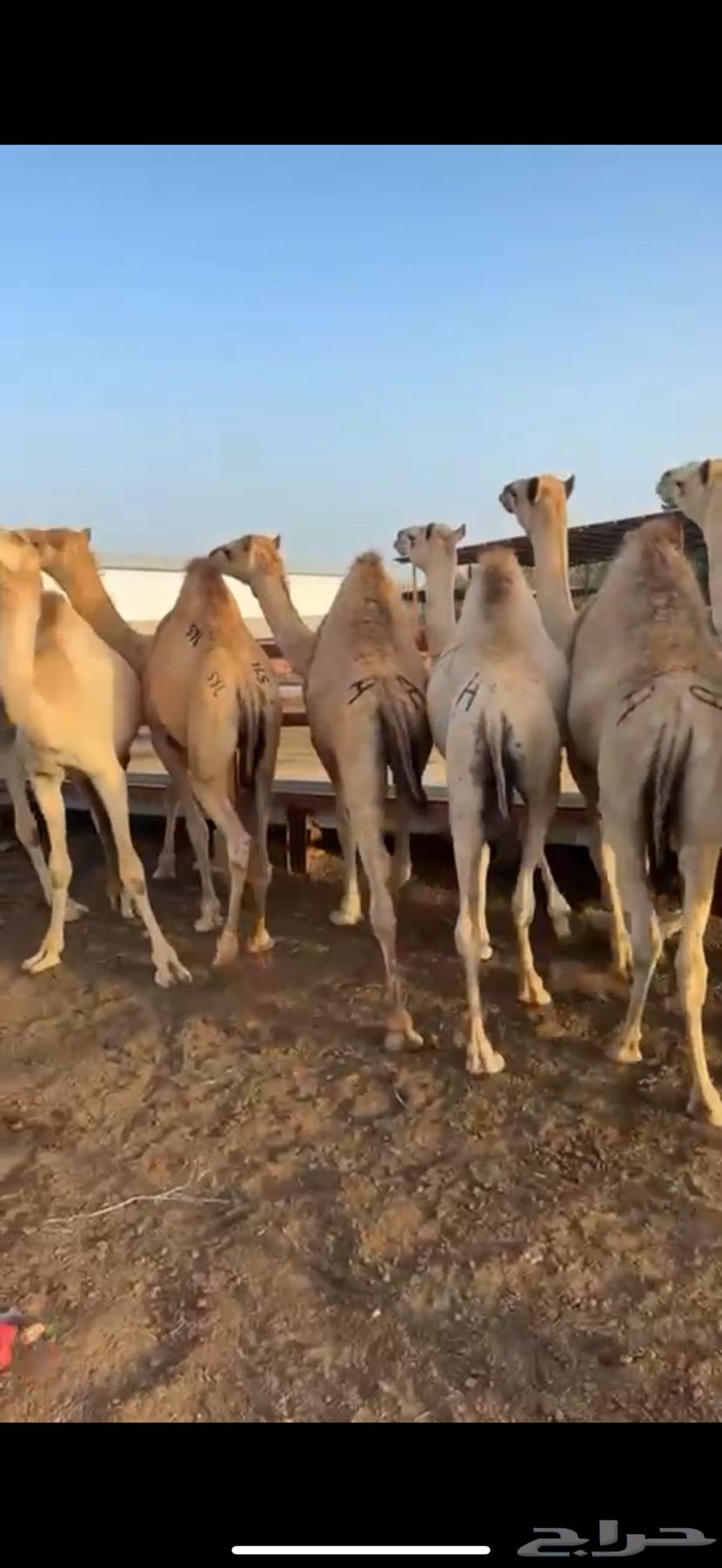 قعدان مفاريد كفو للبيع63116346628099113