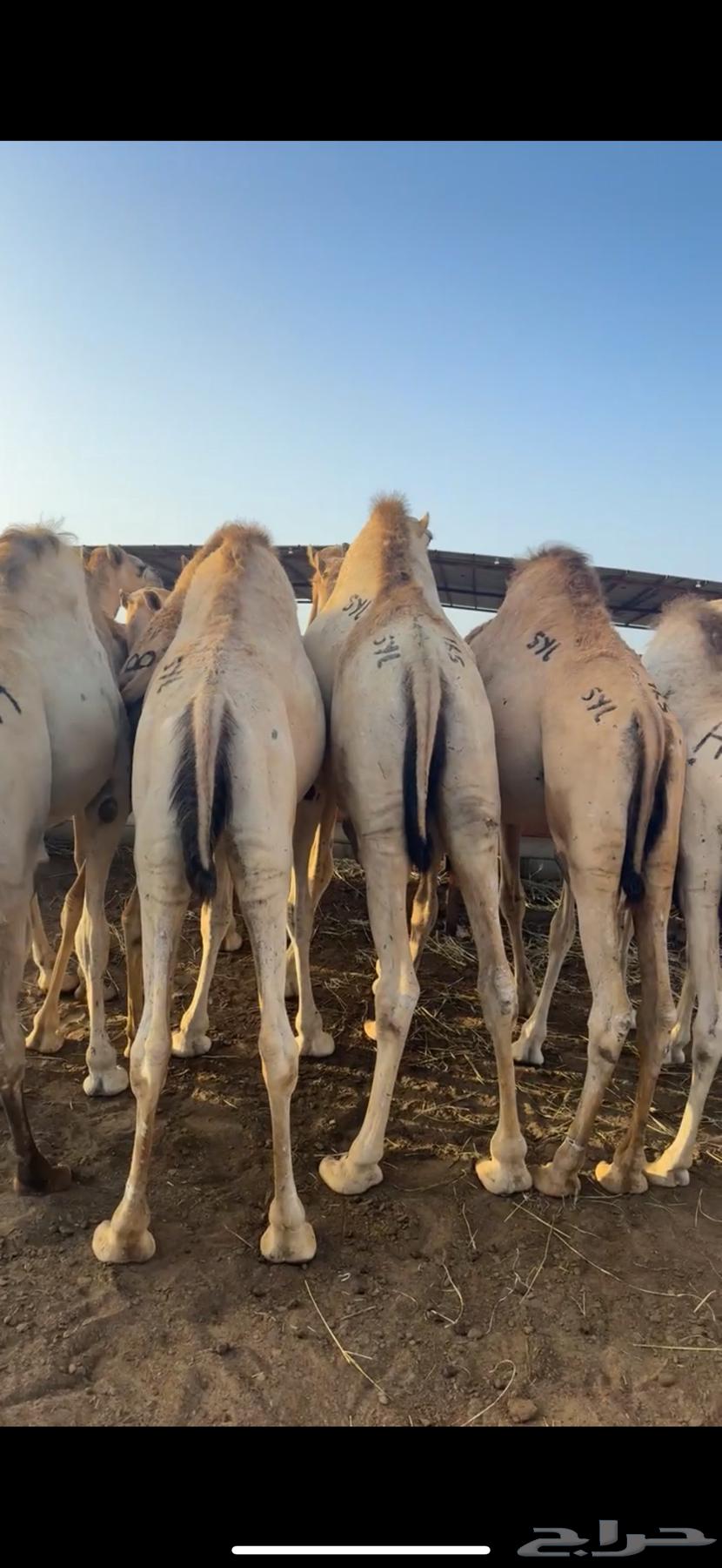 قعدان مفاريد كفو للبيع63116346628099112