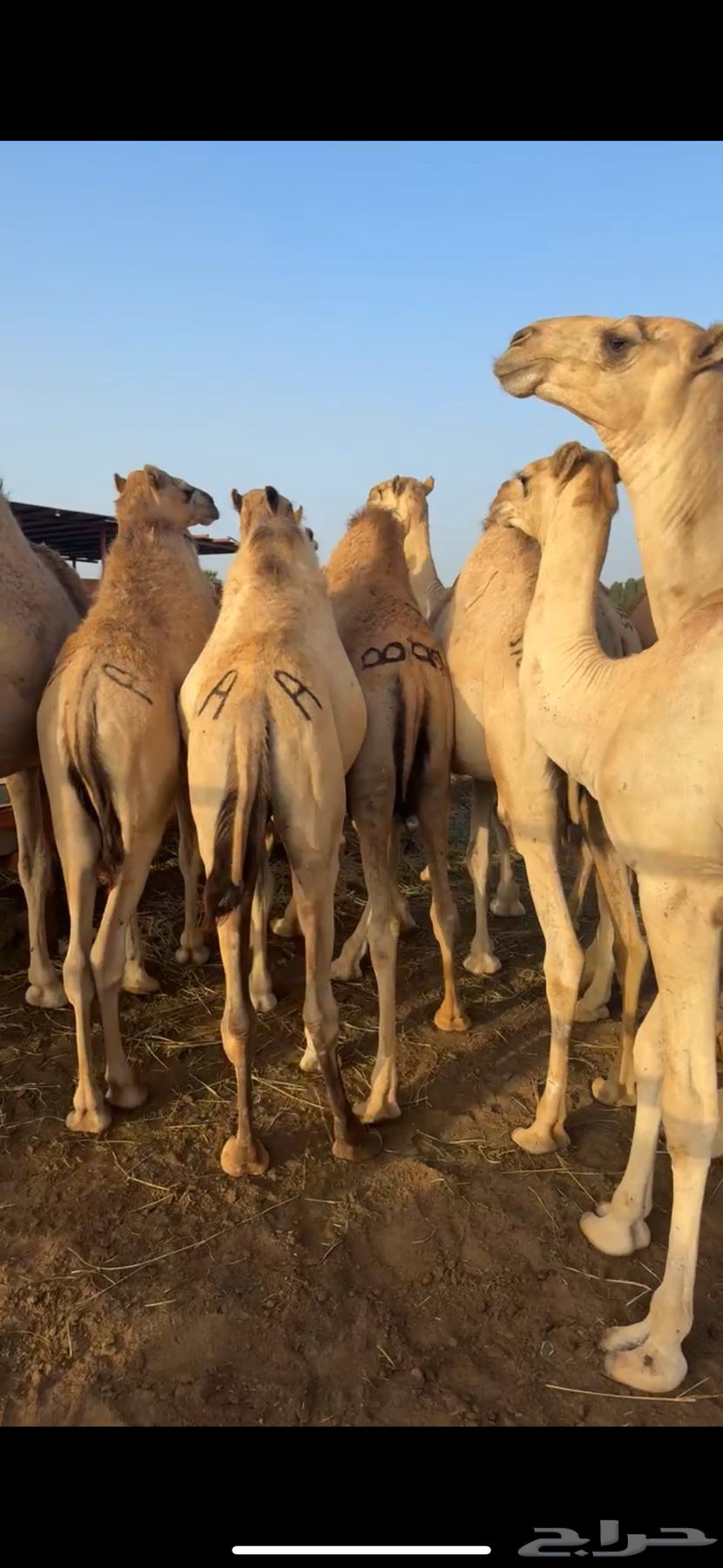قعدان مفاريد كفو للبيع63116346628099111