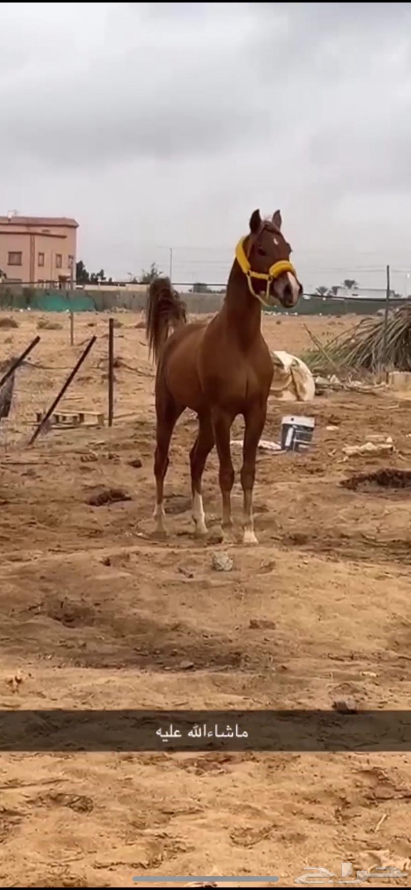 حصان كفو للبيع63117072722433113