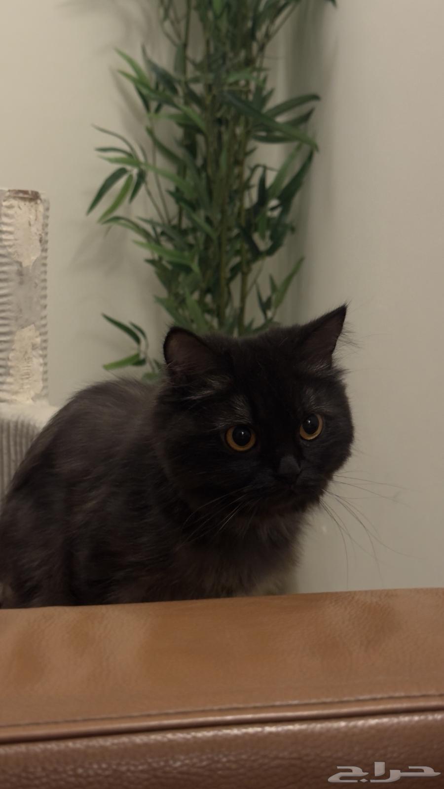 Scotch and Shiraz cat63115288618753111