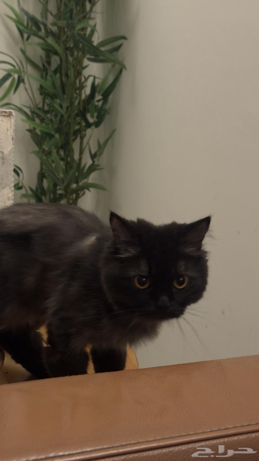 Scotch and Shiraz cat63115288618753112