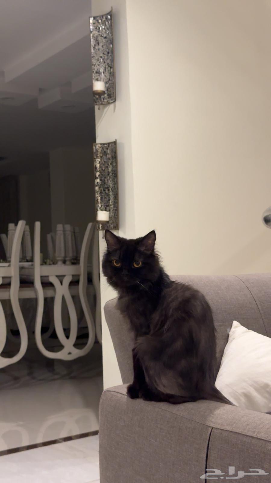 Scotch and Shiraz cat63115288618753110