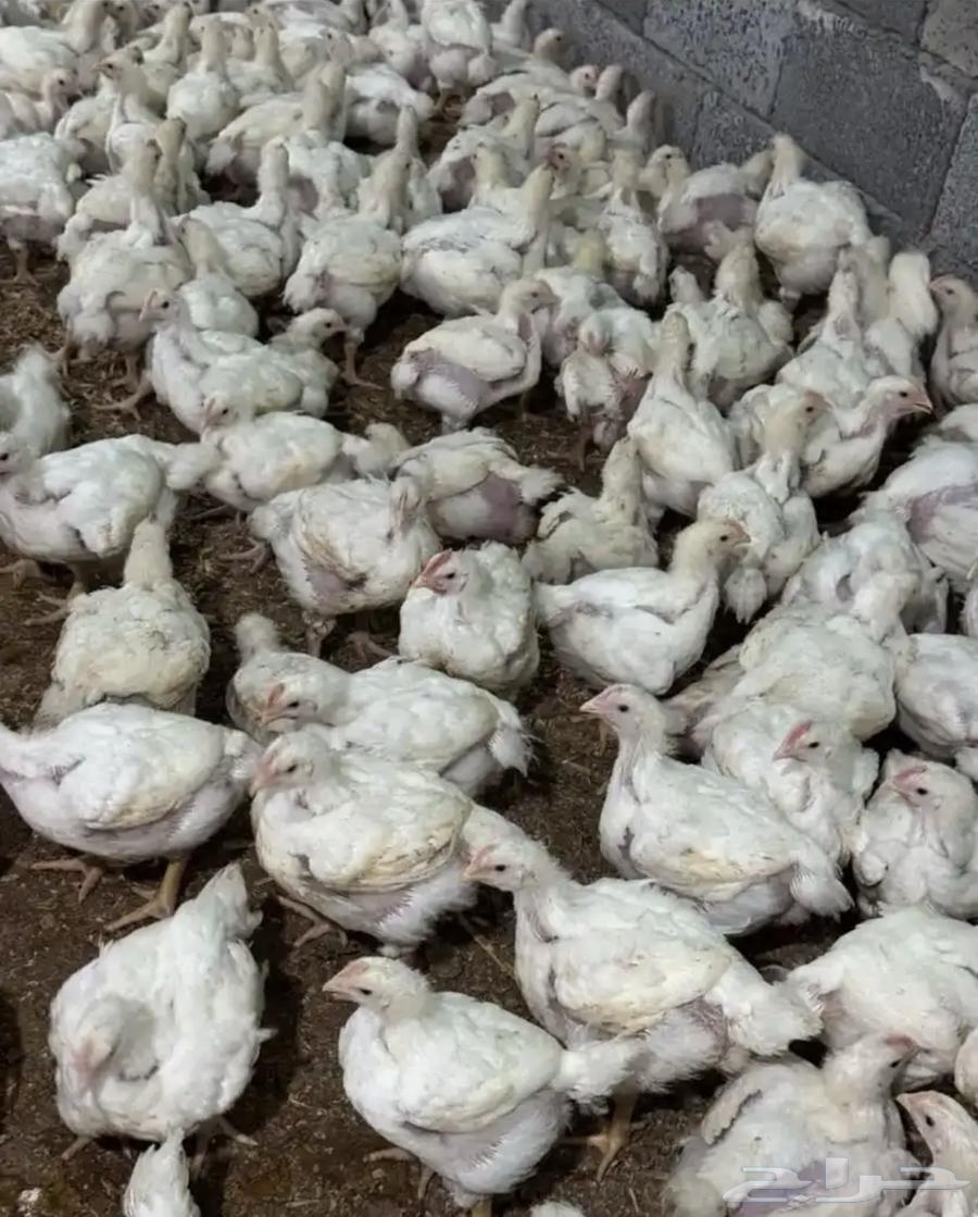 Broiler chicken63114940776194110