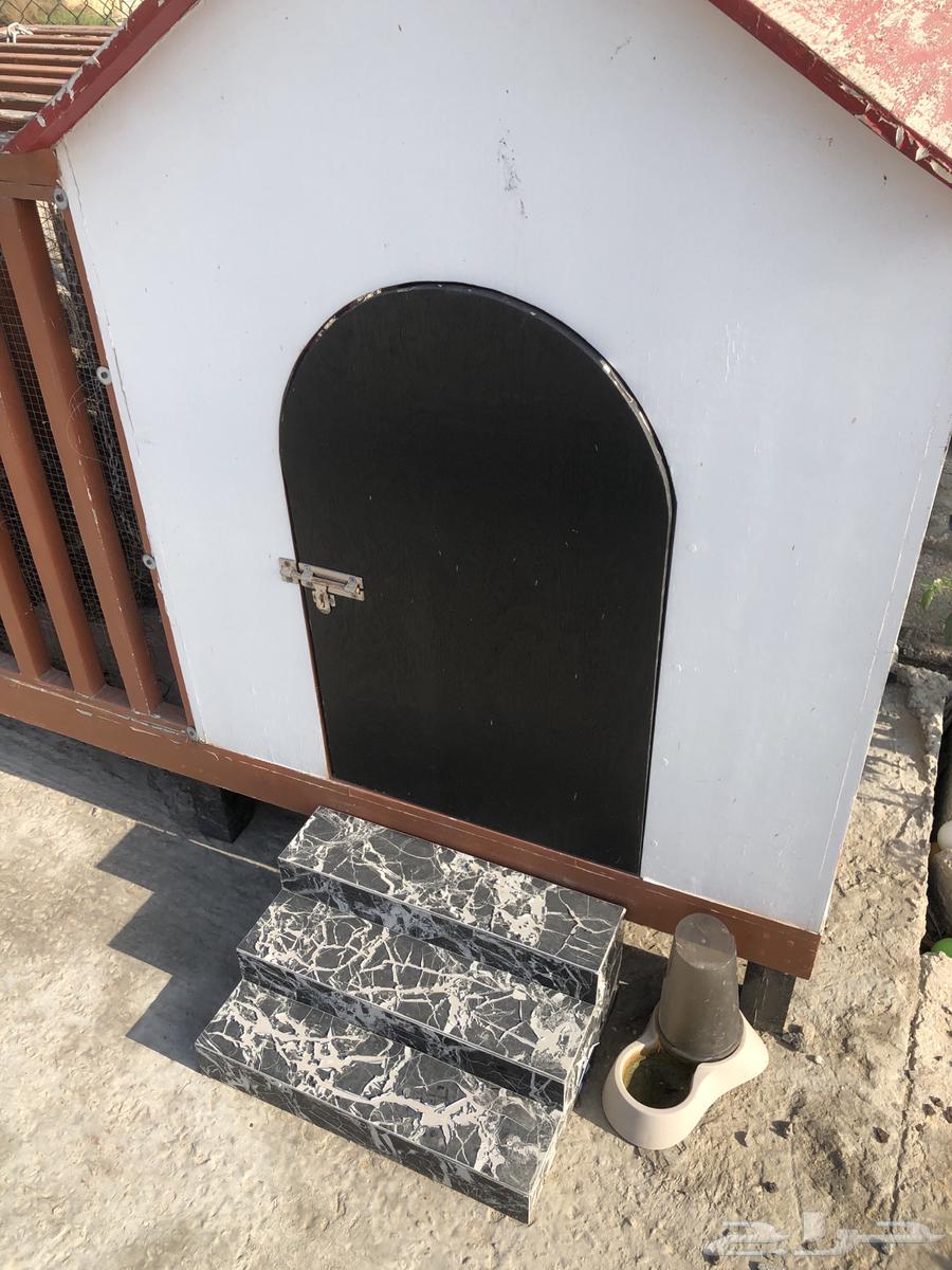 Wooden dog house (used)63115623912962111