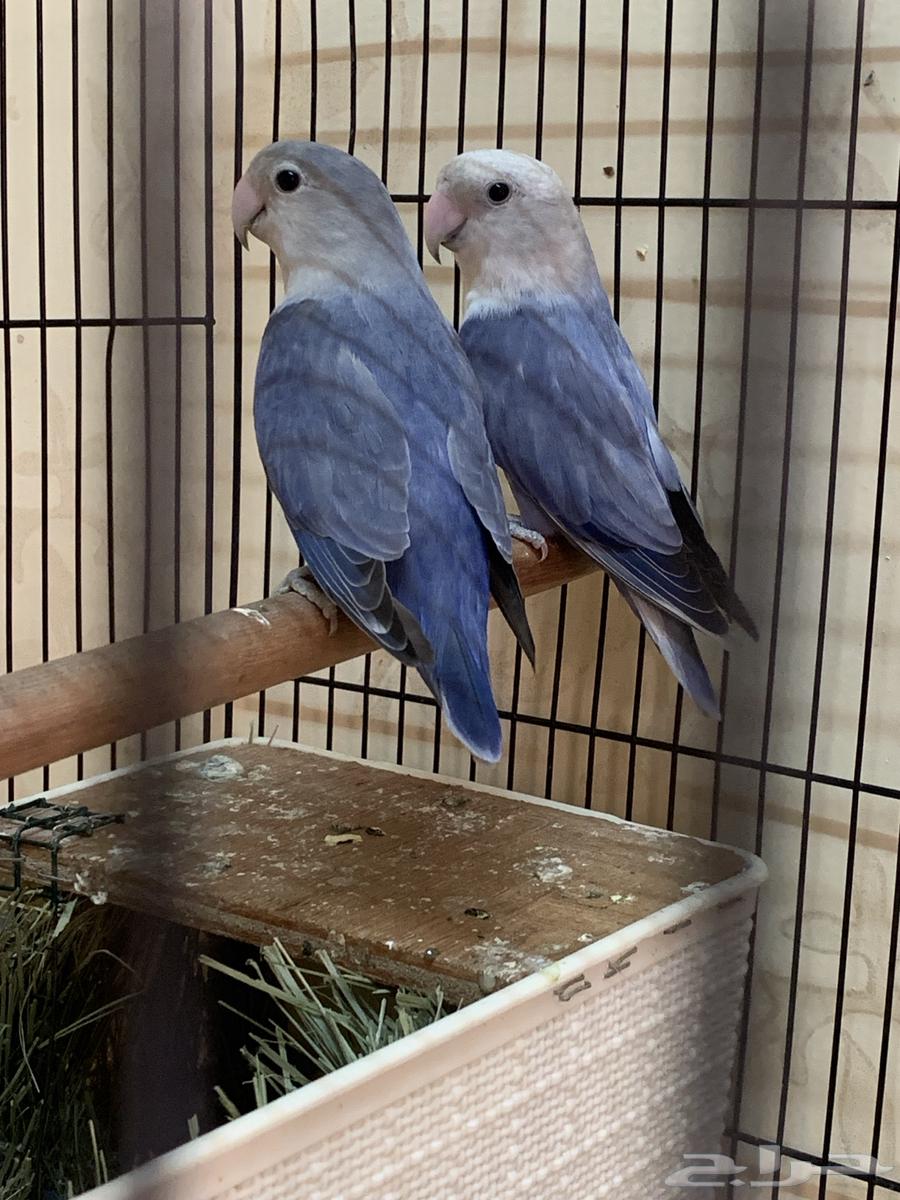Birds, roosters, and bird cages for sale63114936151042114