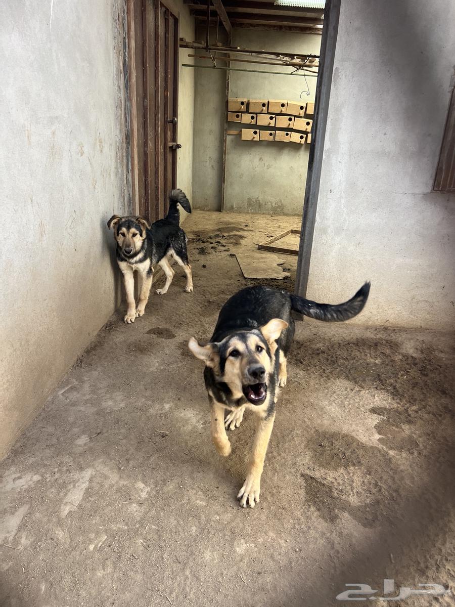 German Shepherd Dog Couple63115606011778112