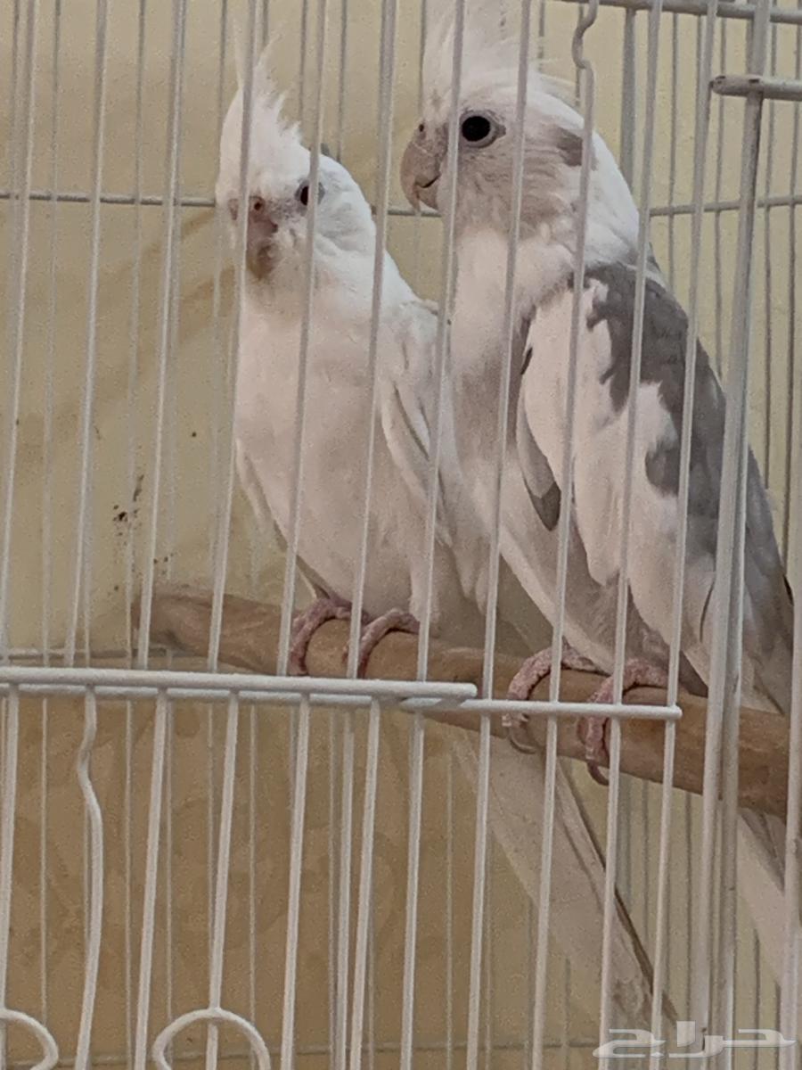 Birds, roosters, and bird cages for sale63114936151042111