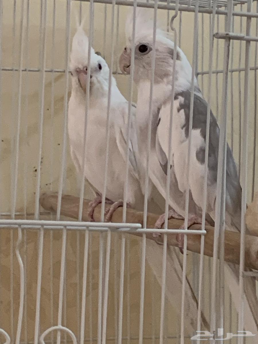 Birds, roosters, and bird cages for sale63114936151042113