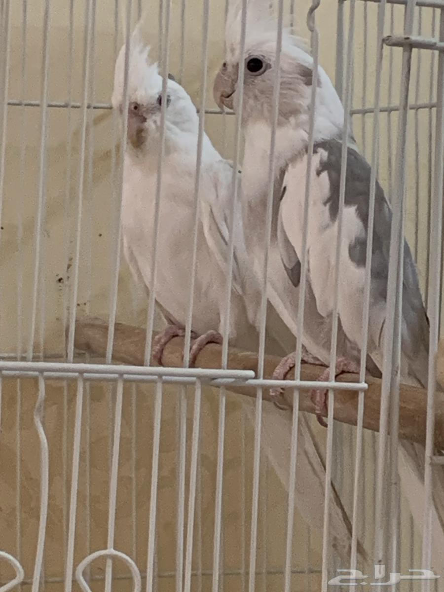 Birds, roosters, and bird cages for sale63114936151042112