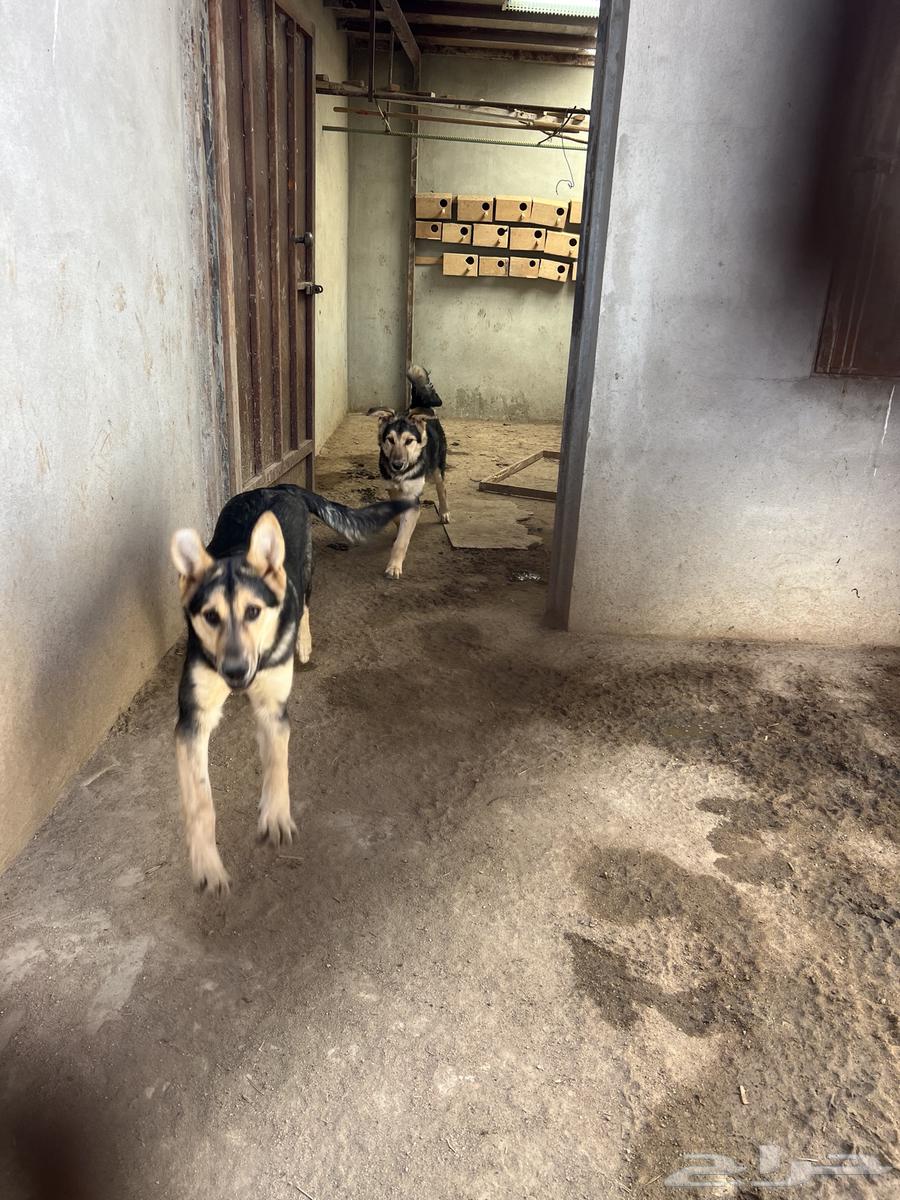 German Shepherd Dog Couple63115606011778111