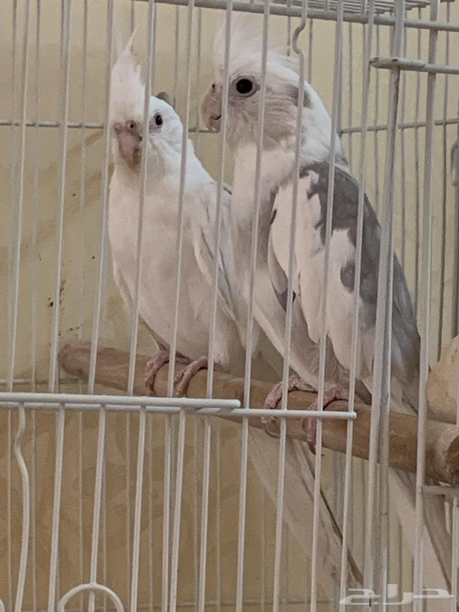 Birds, roosters, and bird cages for sale631149361510421118