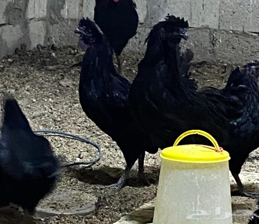 For sale, black chicken eggs from Lamborghini, plate 200 riyal63114547728897111