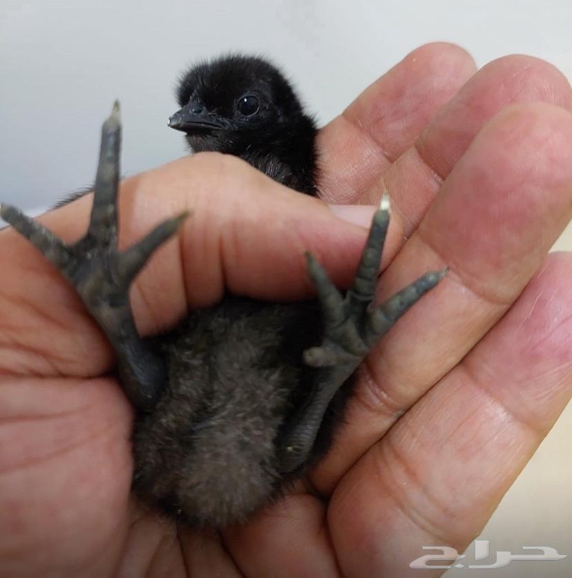 For sale, black chicken eggs from Lamborghini, plate 200 riyal63114547728897112