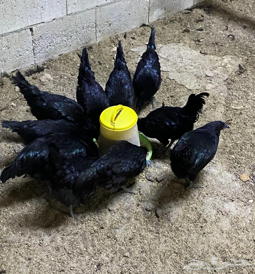 For sale, black chicken eggs from Lamborghini, plate 200 riyal63114547728897115