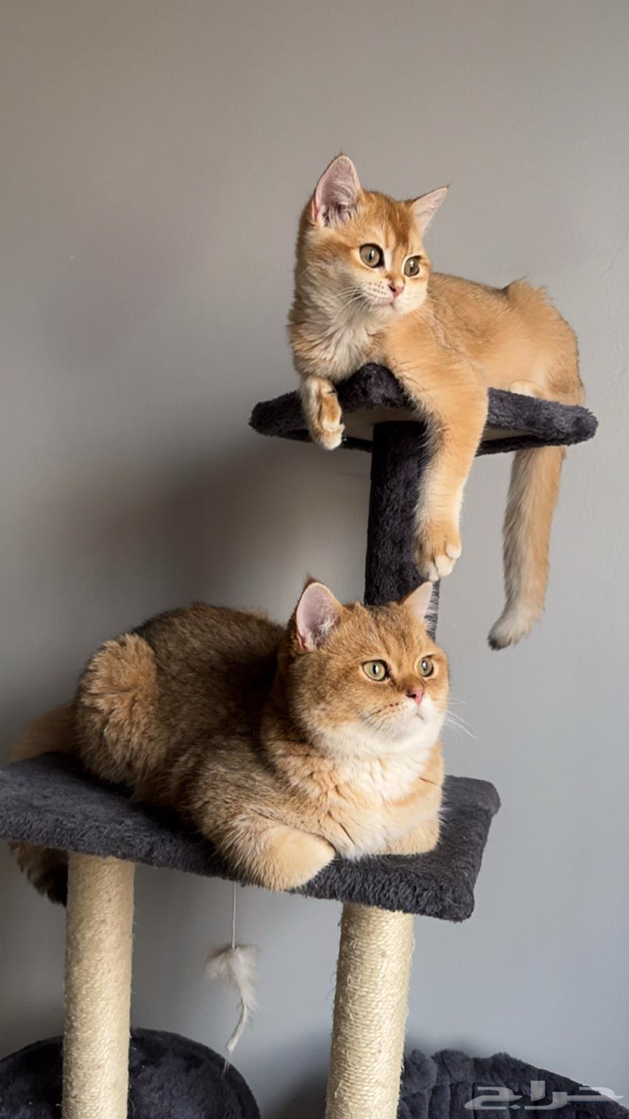 Cat Hotel Al-Khobar63114955361410113