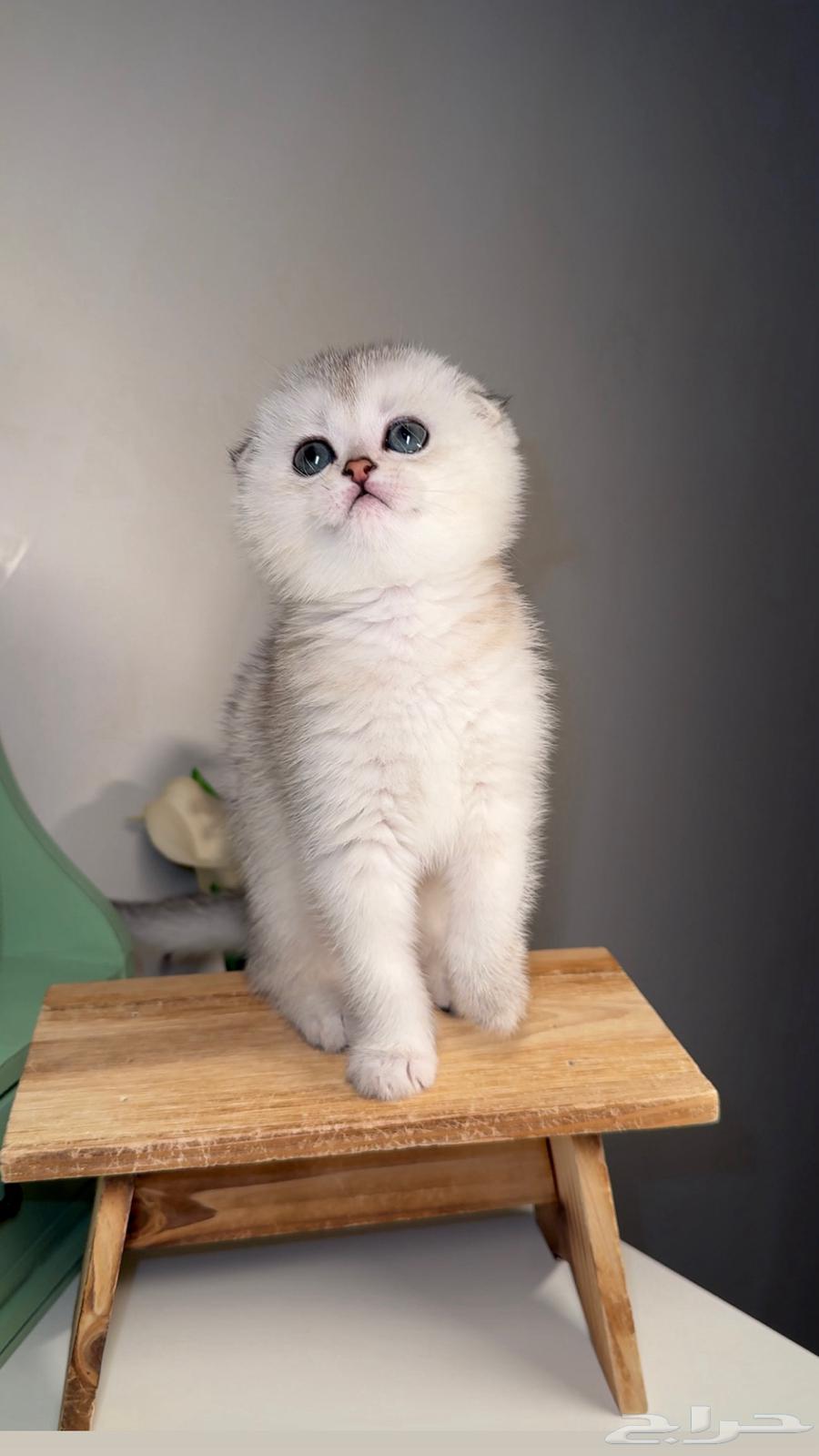 Kittens for sale, small Scottish Fold, short hair, female, male, Shirazi63113805306497112