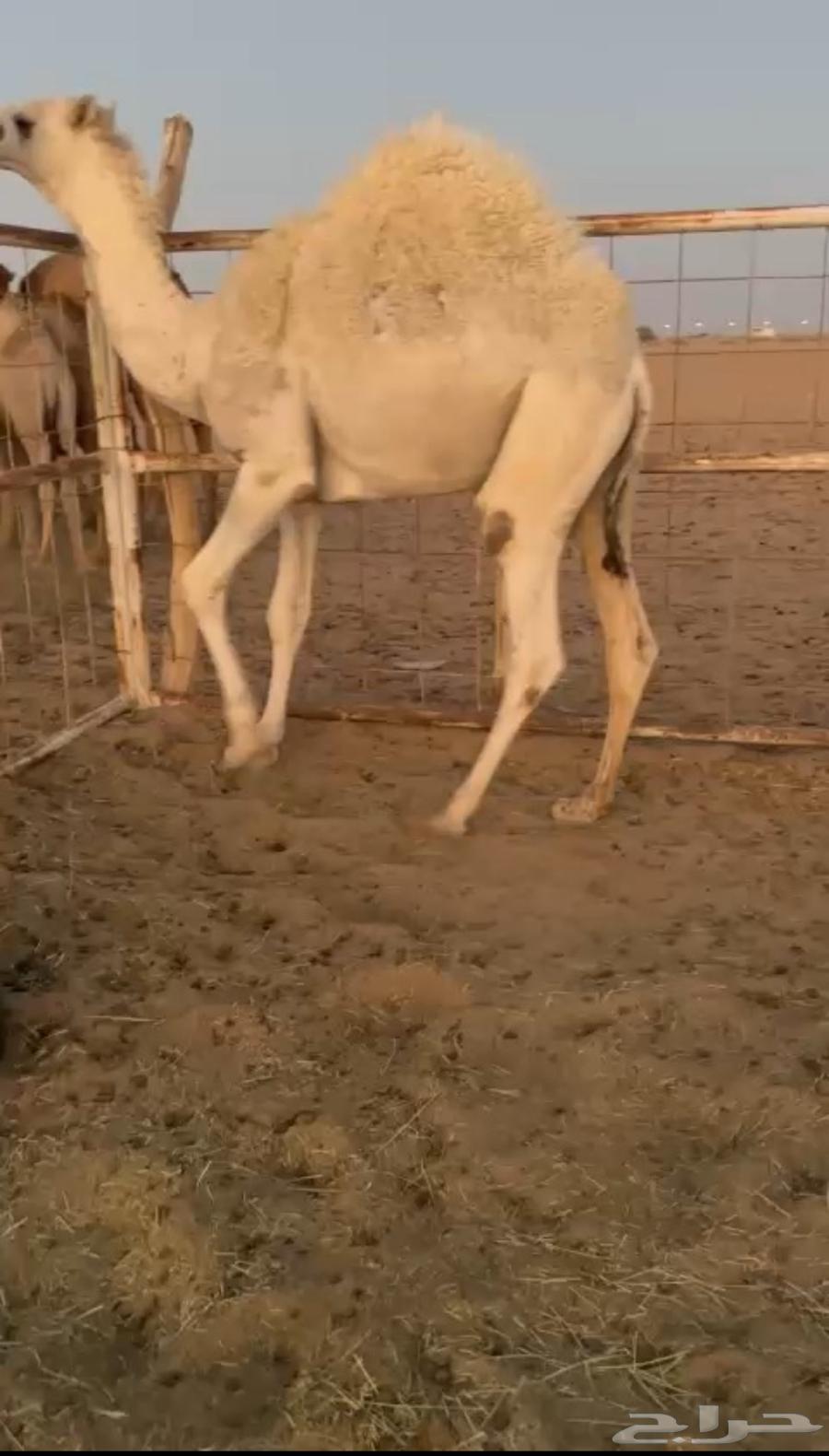 قعود كفو زواج ولا مبداء فل مغلق مفرود للبيع63114966109442117