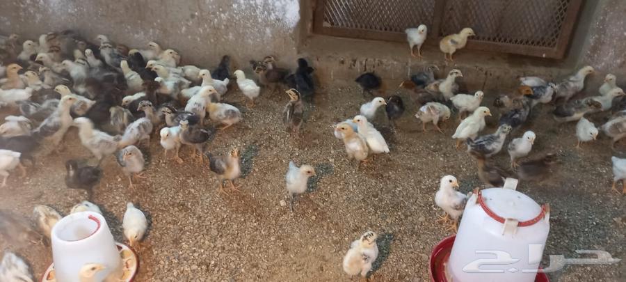 My country's kittens and I have a problem.631133748536351118