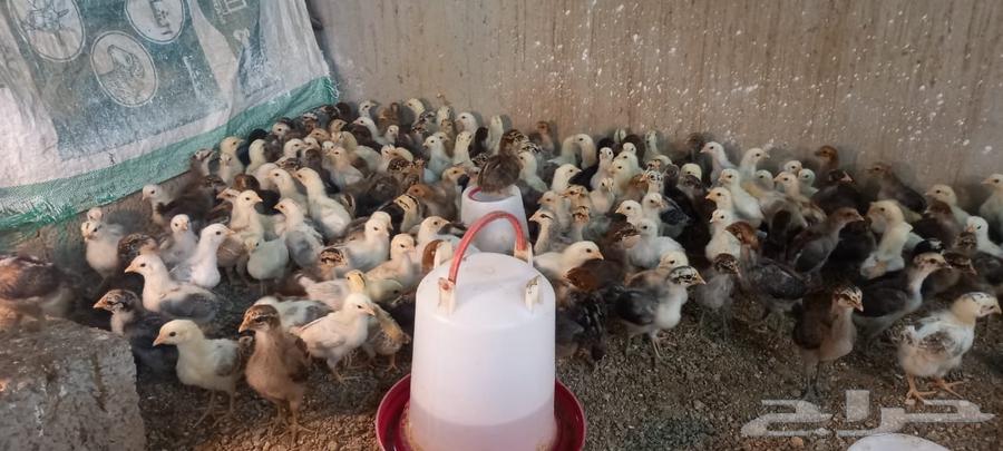 My country's kittens and I have a problem.63113374853635113