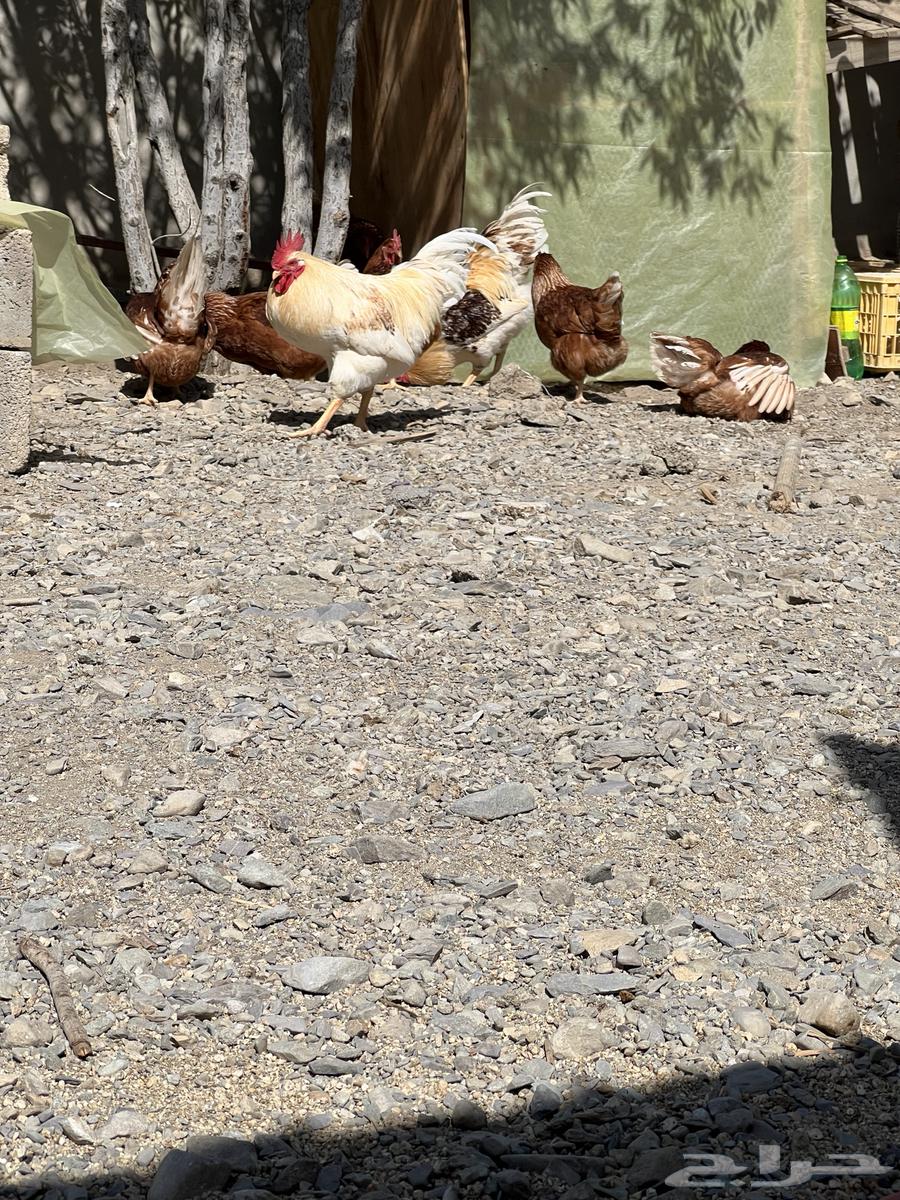 German chicken for Homan63324453585025111