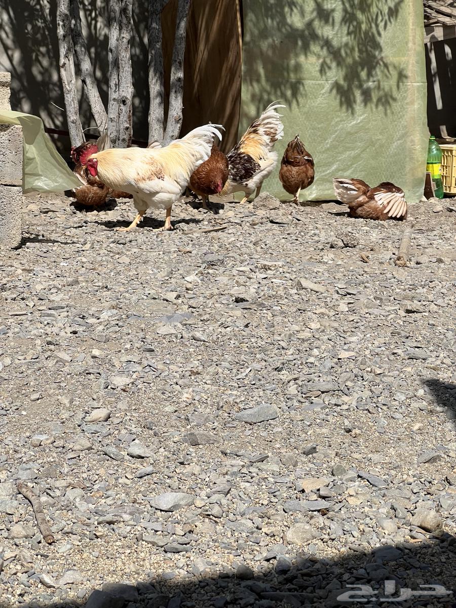 German chicken for Homan63324453585025112