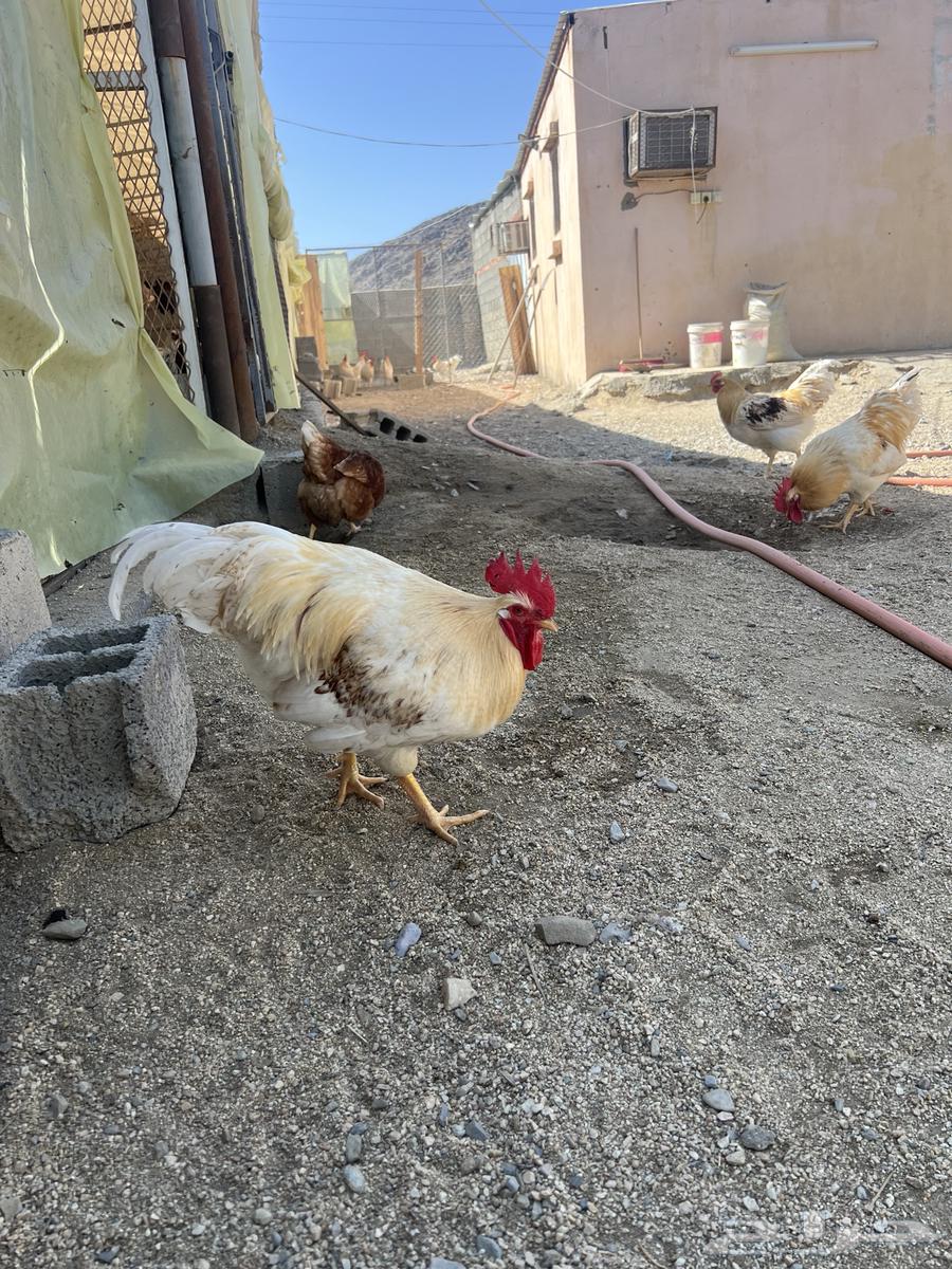 German chicken for Homan63324453585025114