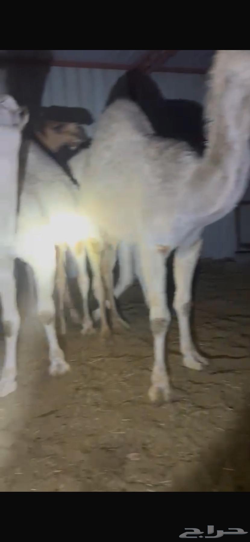 قعدان للبيع63113800676738114