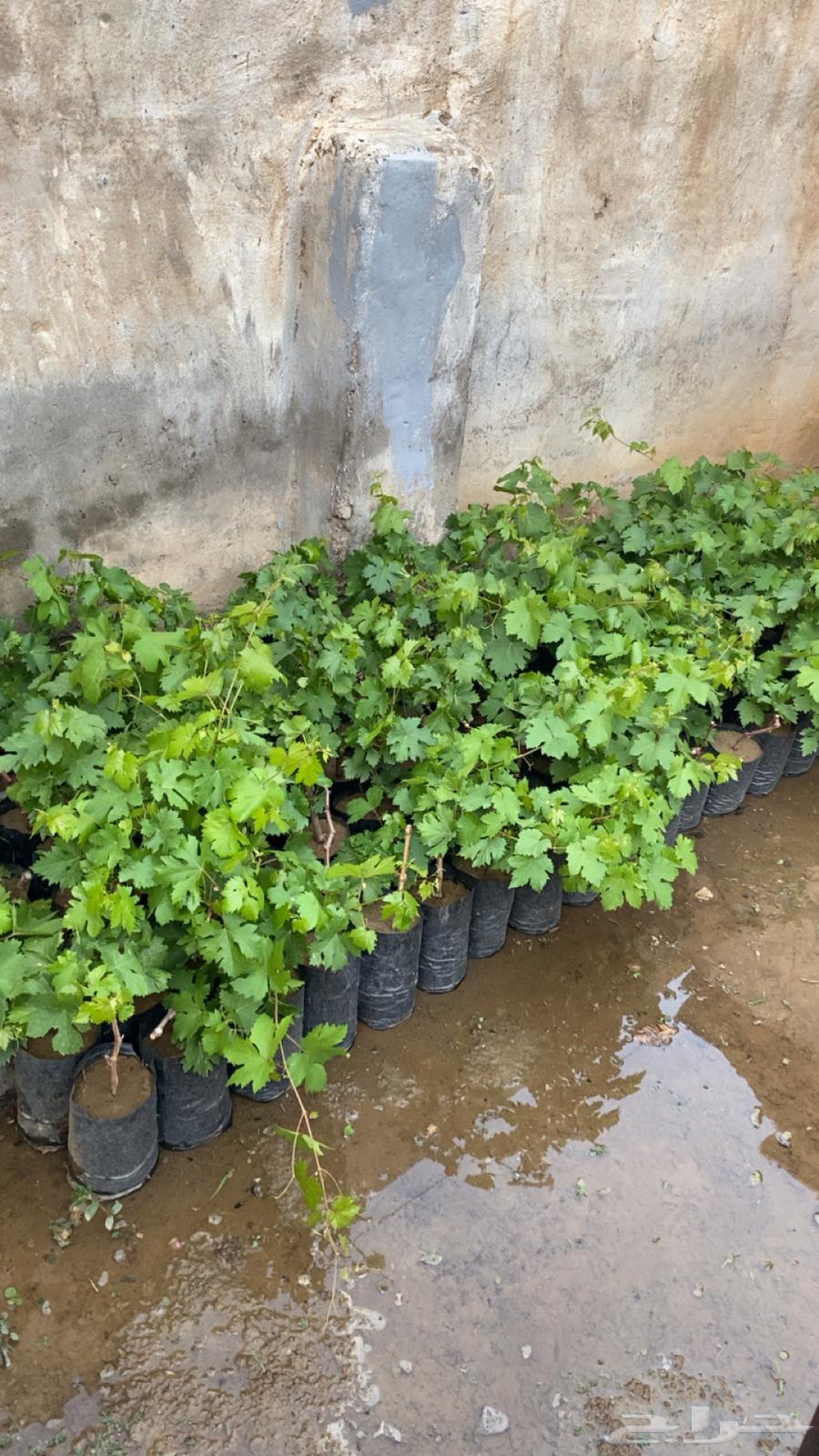 Three-month-old grapevine seedlings63113810813186118