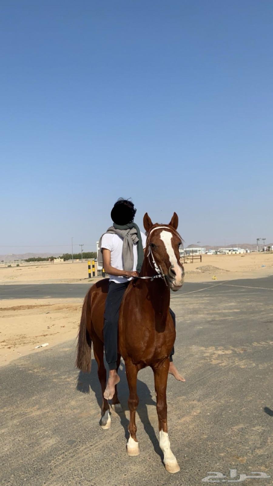 حصان شعبي كفو63112677170819111