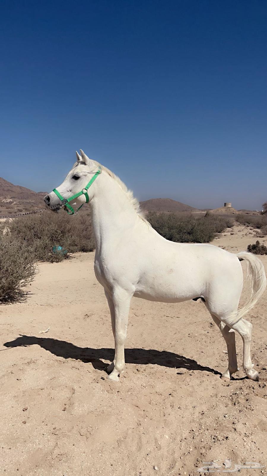 Horse63111978846465116
