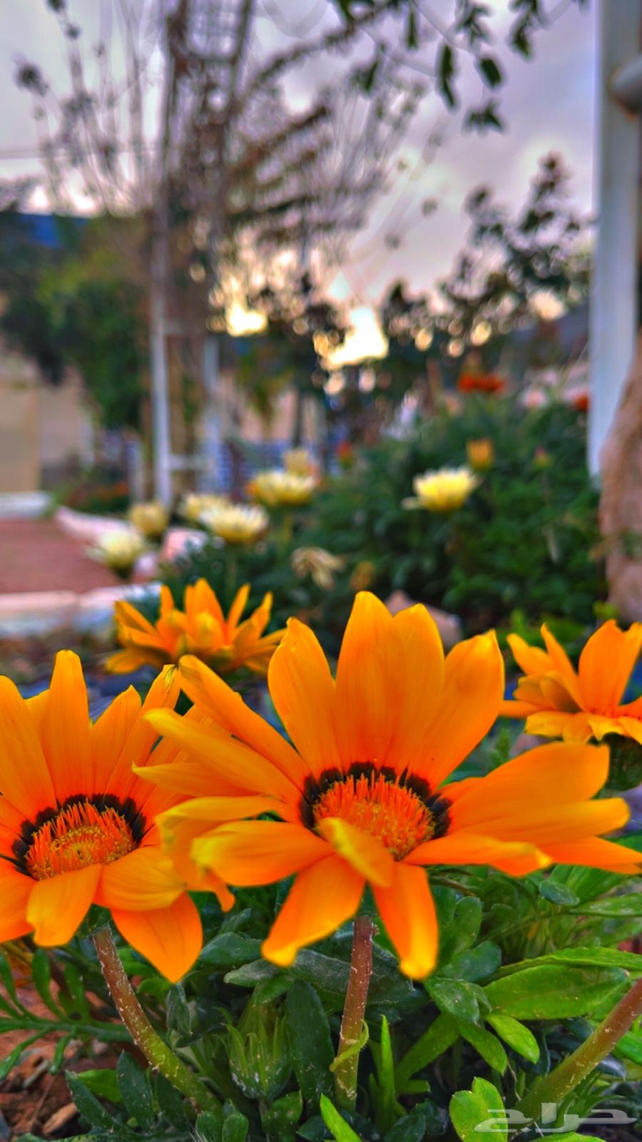مزرعه منتجع شاليه63010615624833112