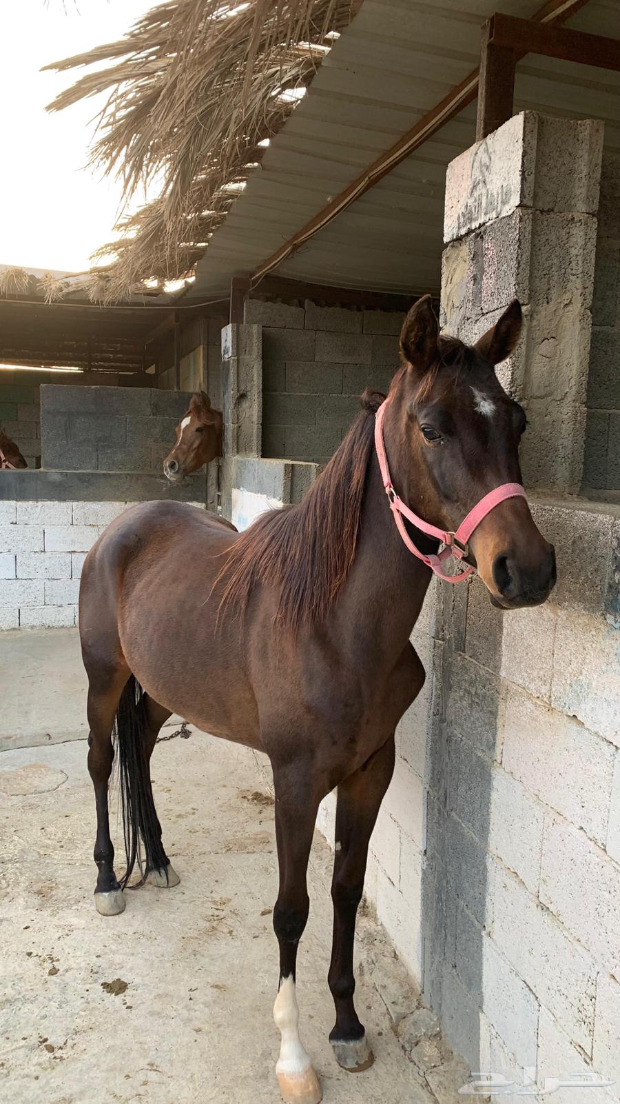 خيل اصيل للبيع افراس631111884001291113