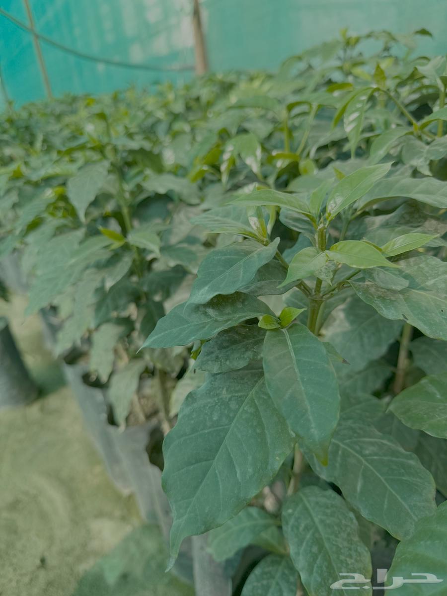 Seedlings from me from Asir63484754645891113