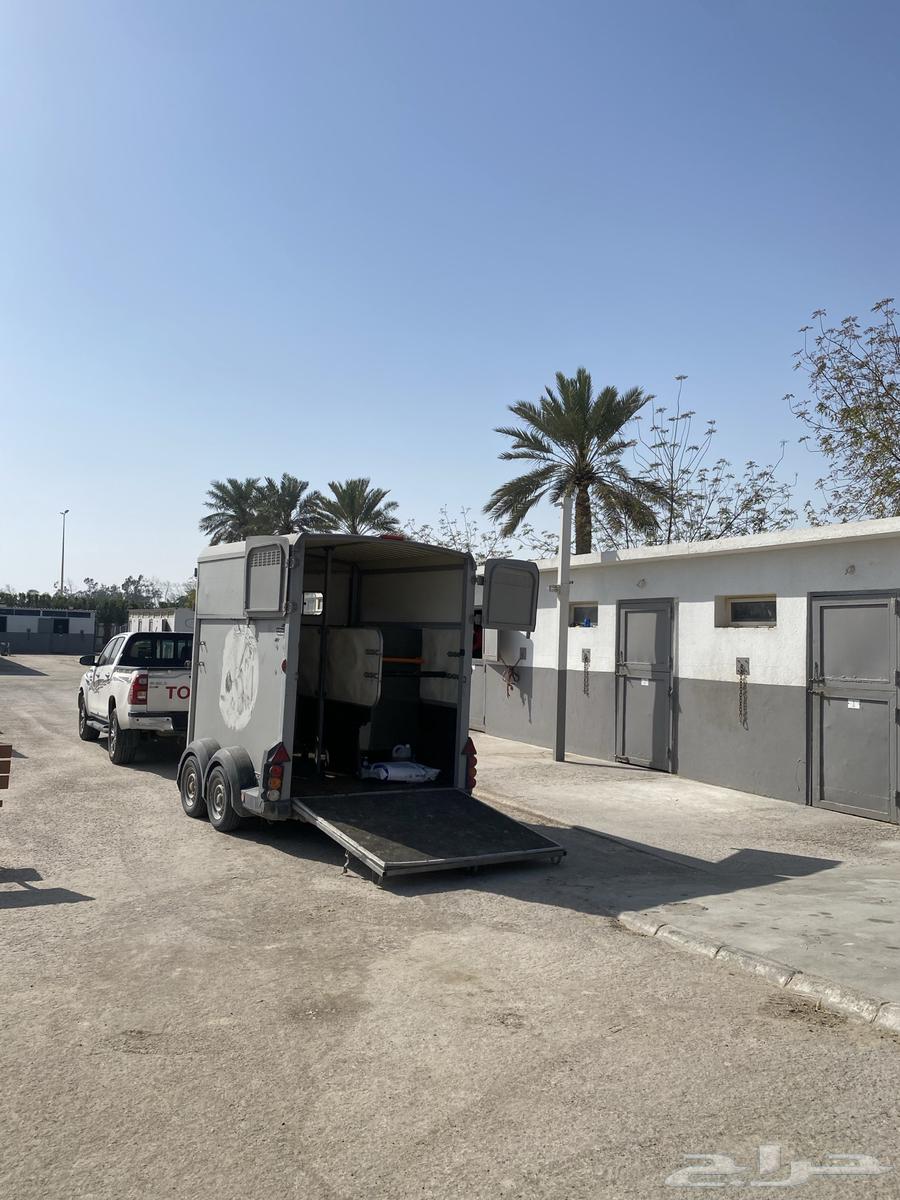 Horse transport trailer available in Dammam and its outskirts63111964376961111