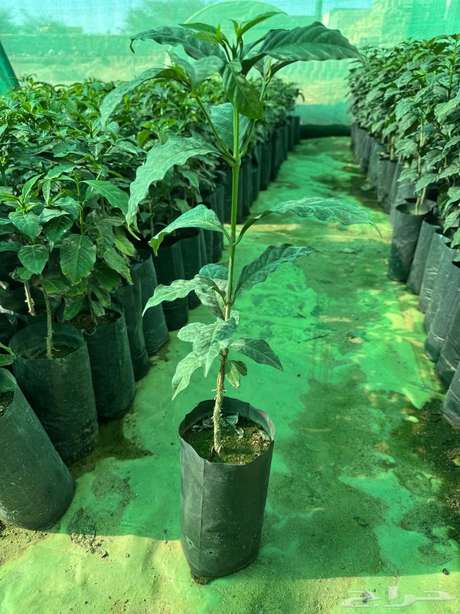 Seedlings from me from Asir63484754645891112